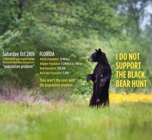 Florida Bear Numbers